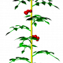 simpletomatoleafletsmesh_crop.png